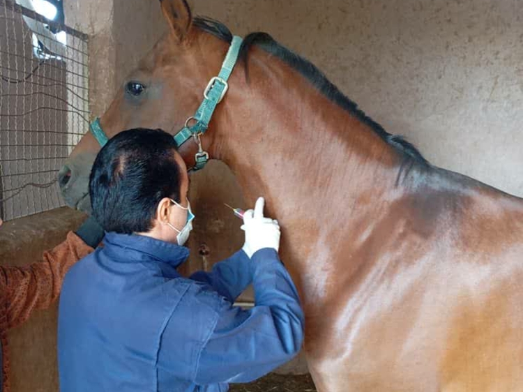 پایش بیماری «مشمشه» در اسبداری‌های شهرستان تنگستان انجام شد